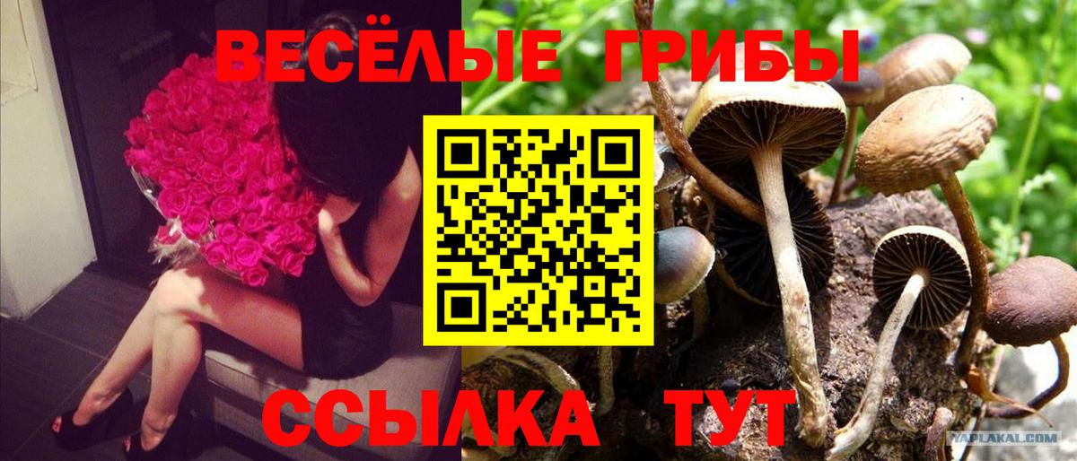 купить наркотики сайты  Галлюциногенные грибы GOLDEN TEACHER  Вход с VPN  Шелехов 